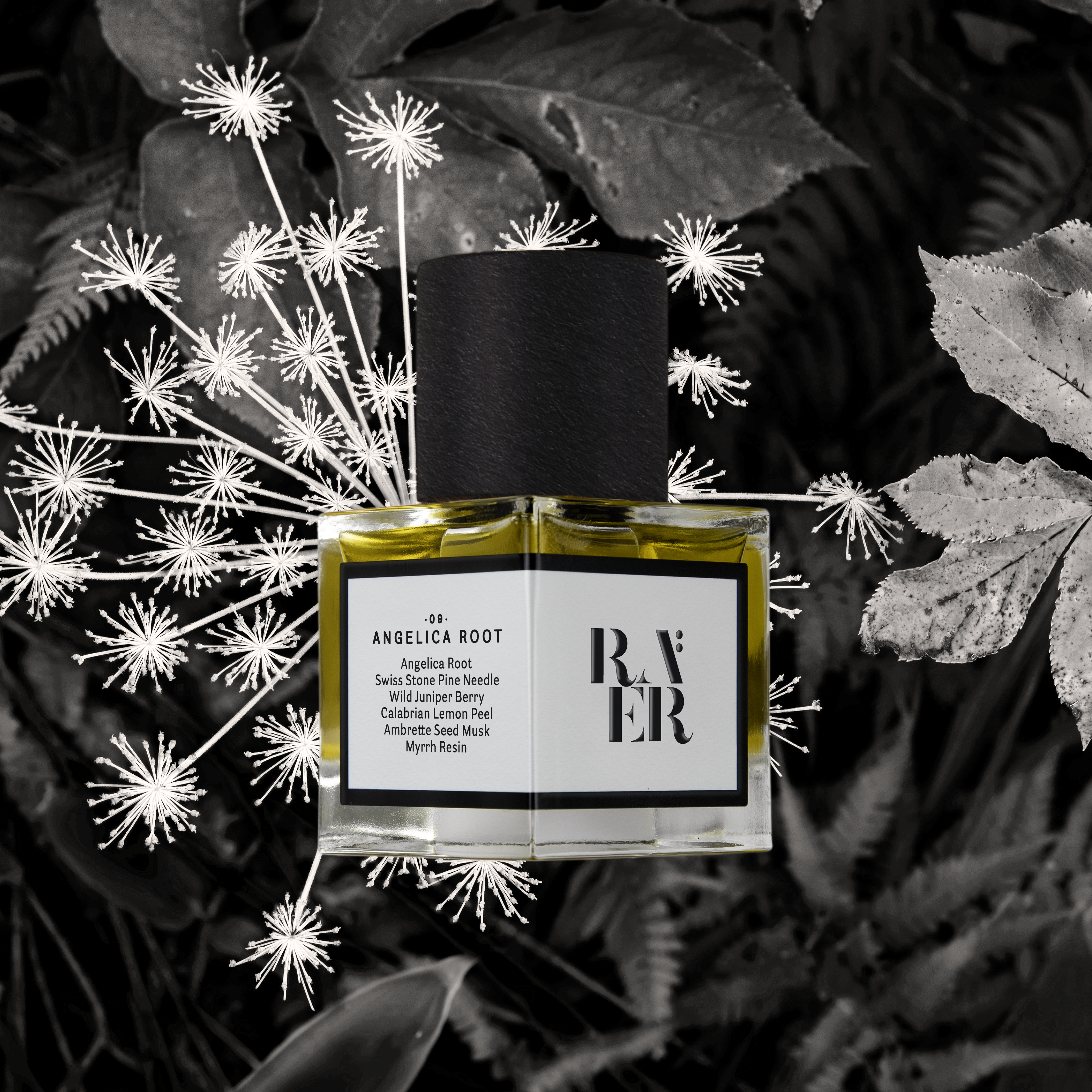 Raer 09 Angelica Root – Raer Scents - Main Image