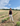 Farmer stands in her lavender fields